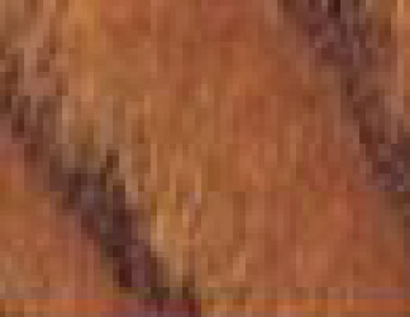 A close up image of a brown tiger with Wall Guards and Handrails, Wood Corner Guards.